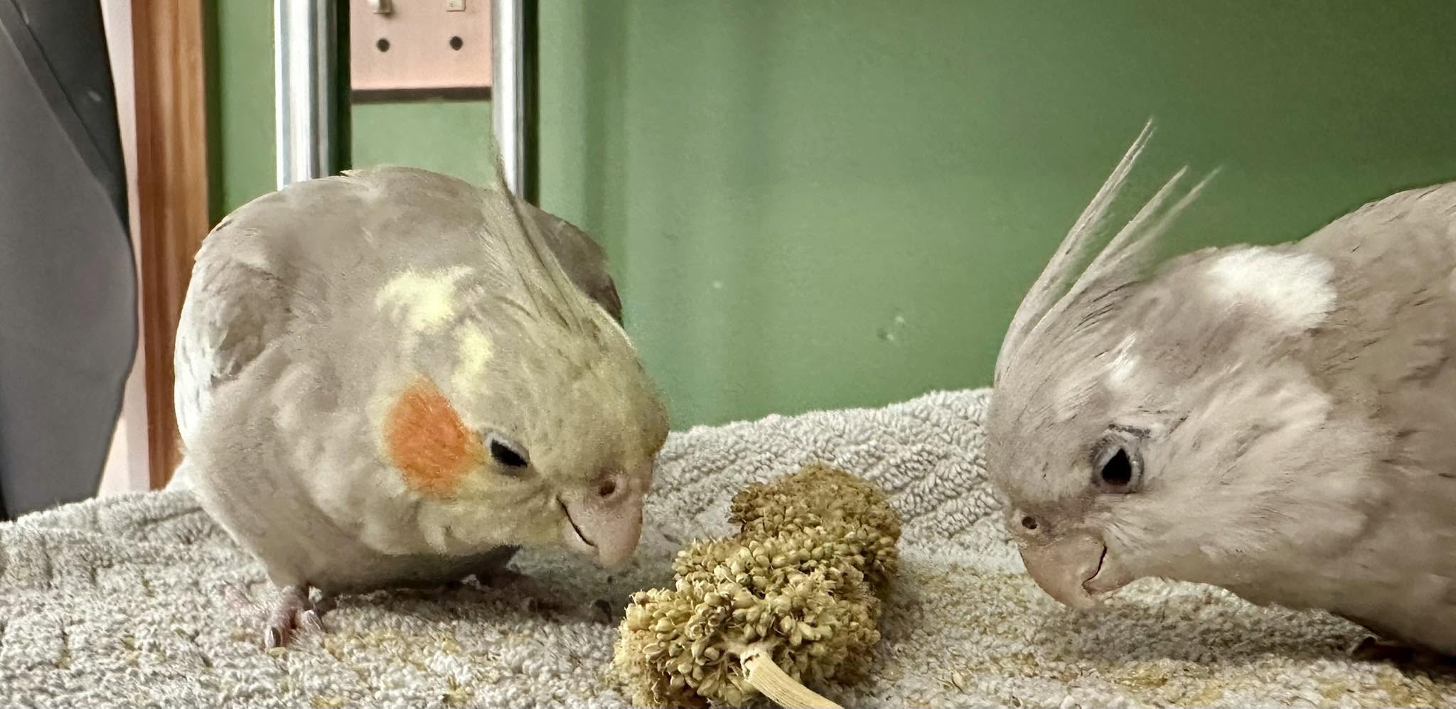 My two cockatiels sharing millet on a towel